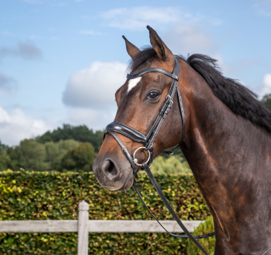 Dy'on Matte Medium Crank Noseband Bridle With Flash