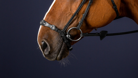 Dy'on Adjustable Drop Noseband