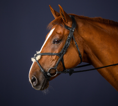 Dy'on Fig 8 Noseband bridle