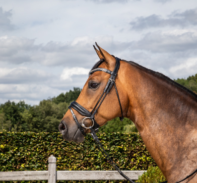 Dy'on Matte Medium Crank Noseband Bridle With Flash