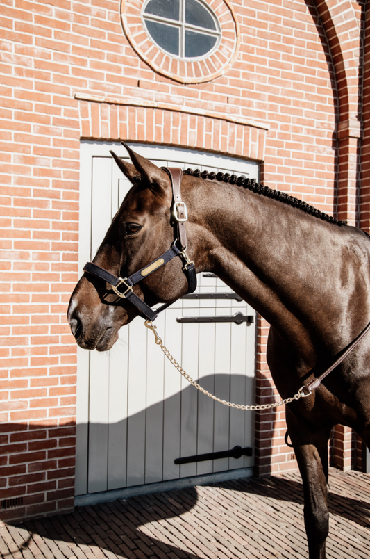 Kentucky Leather Chain Lead