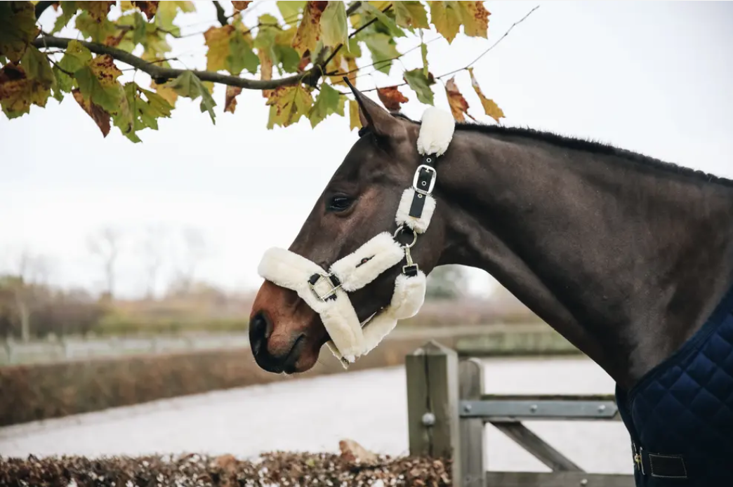 Kentucky Sheepskin Shipping Halter
