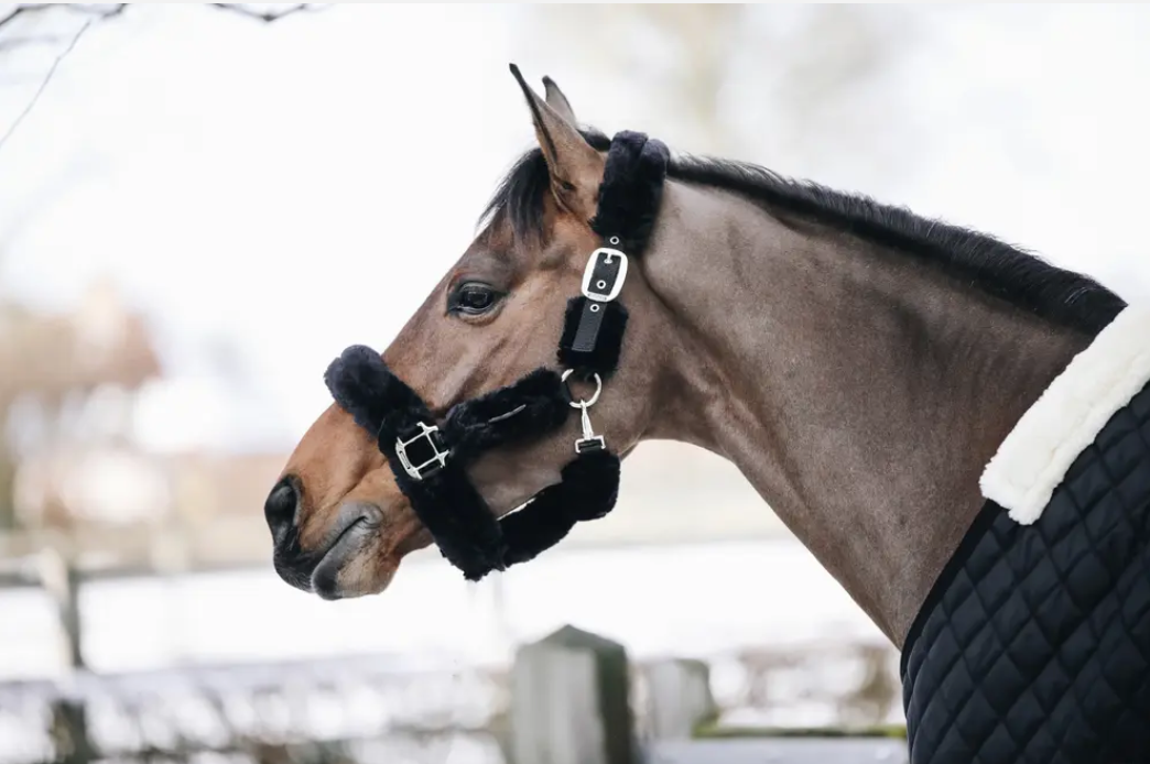 Kentucky Sheepskin Shipping Halter