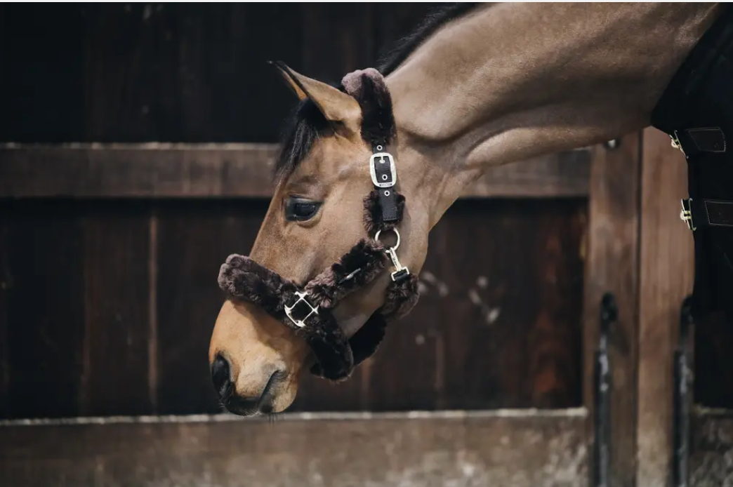 Kentucky Sheepskin Shipping Halter