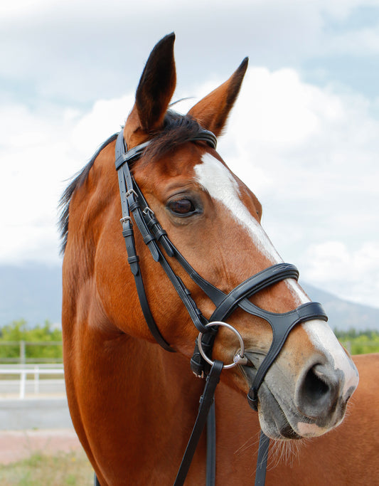 Equi Boutique Double noseband bridle