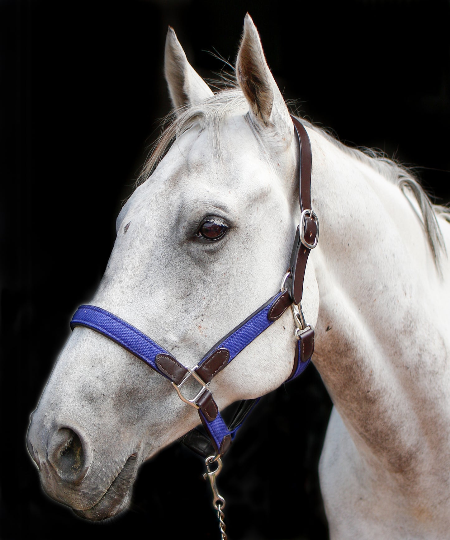 Indiana Web Leather halter