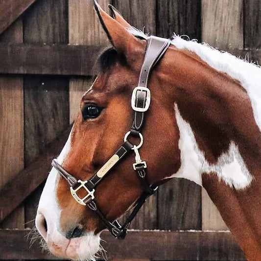 Kentucky Anatomic Halter