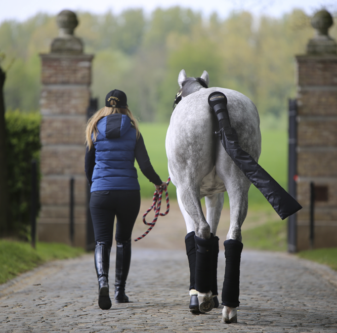Kentucky Tail Guard and Bag