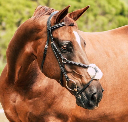 Lumiere 'Ava' Grackle Bridle