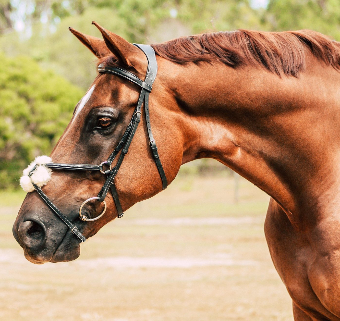 Lumiere 'Ava' Grackle Bridle