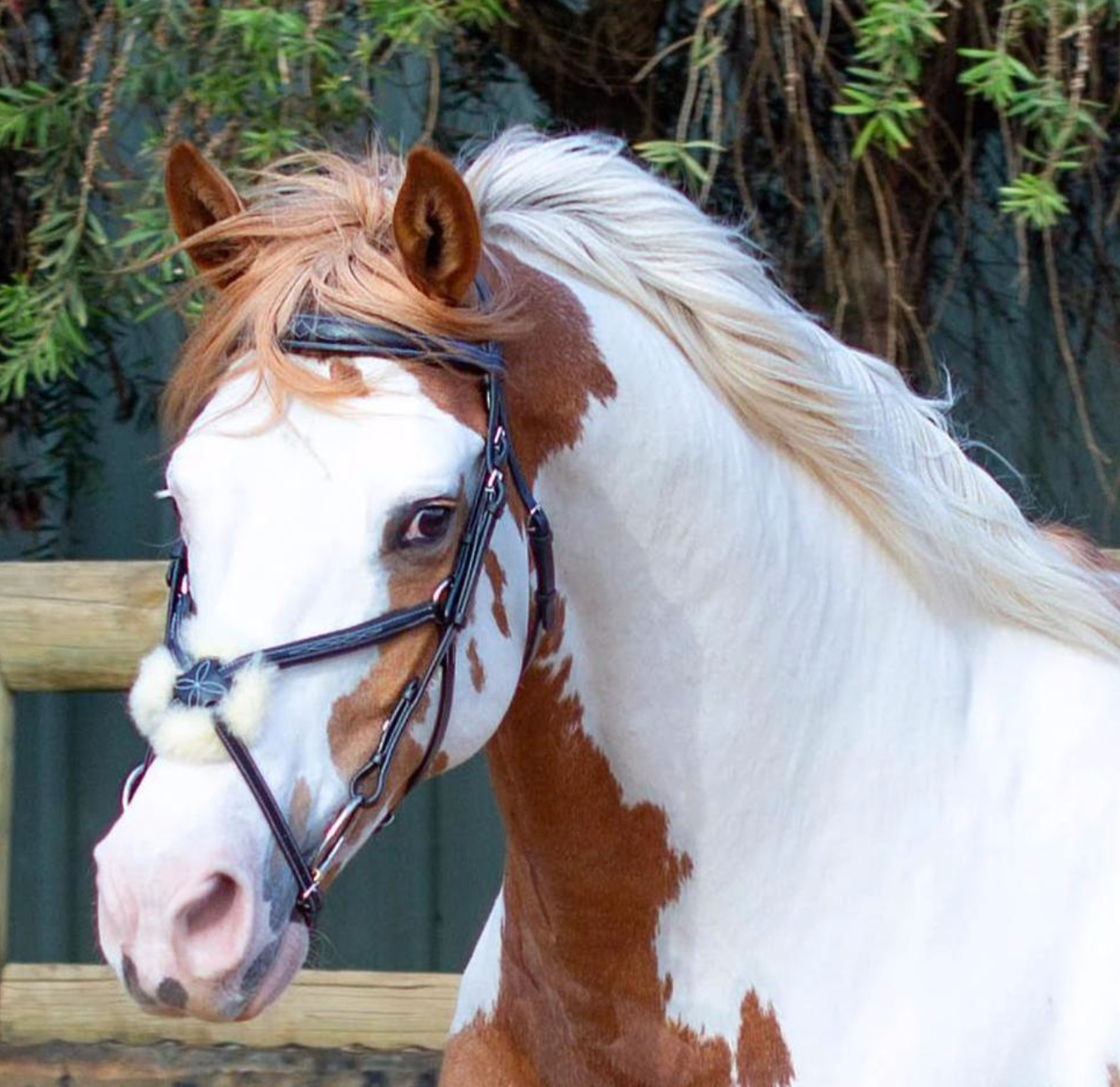Lumiere 'Ava' Grackle Bridle