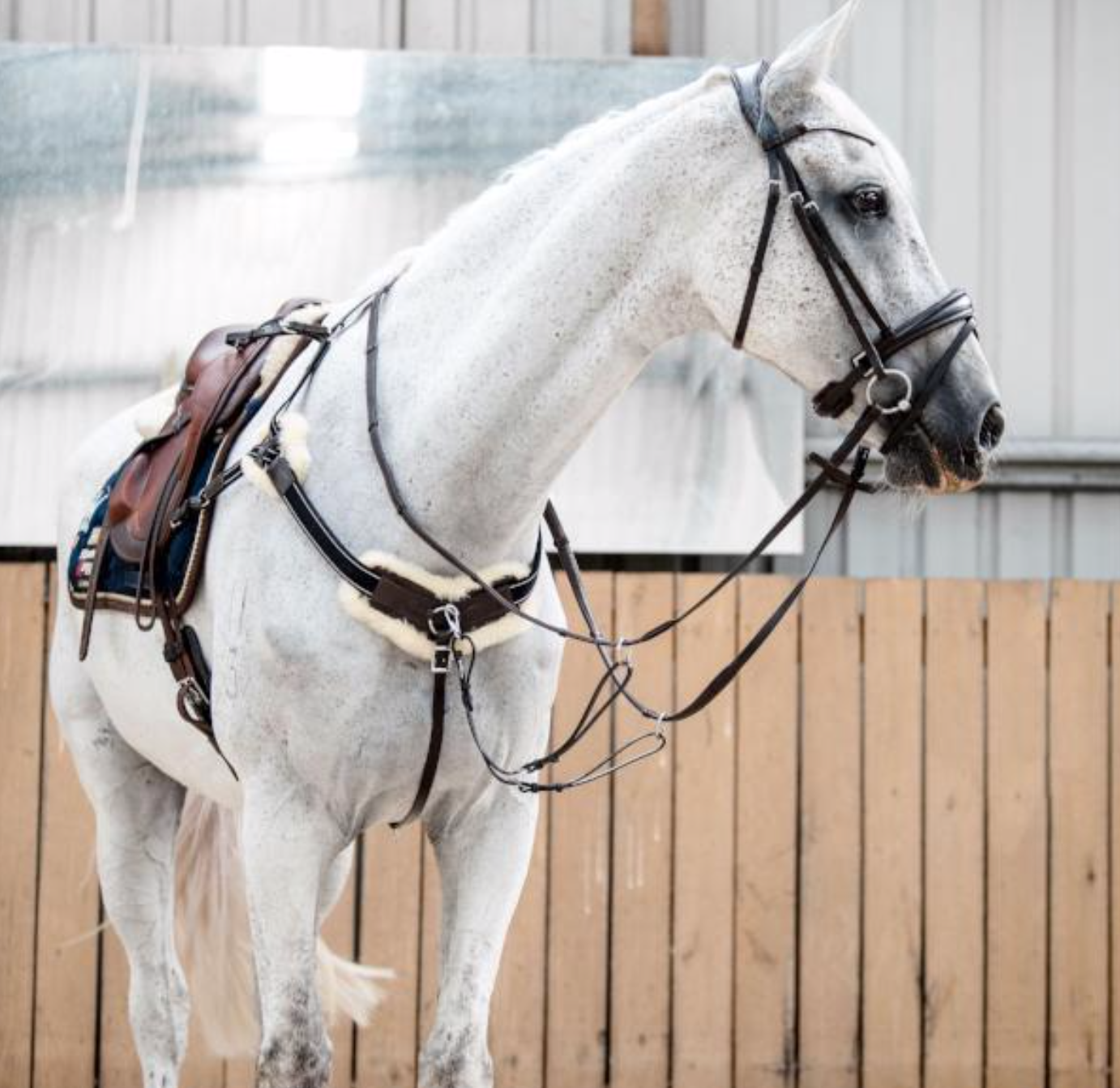 Lumiere 'Venus' 5-point breastplate