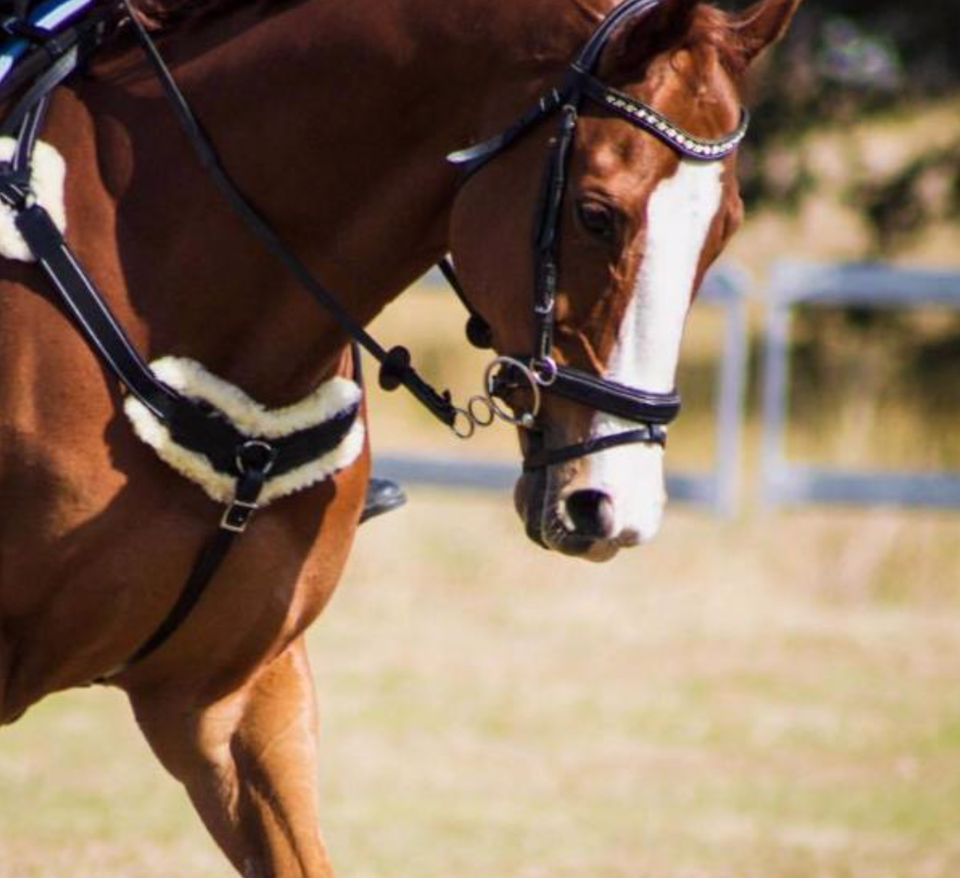 Lumiere 'Venus' 5-point breastplate