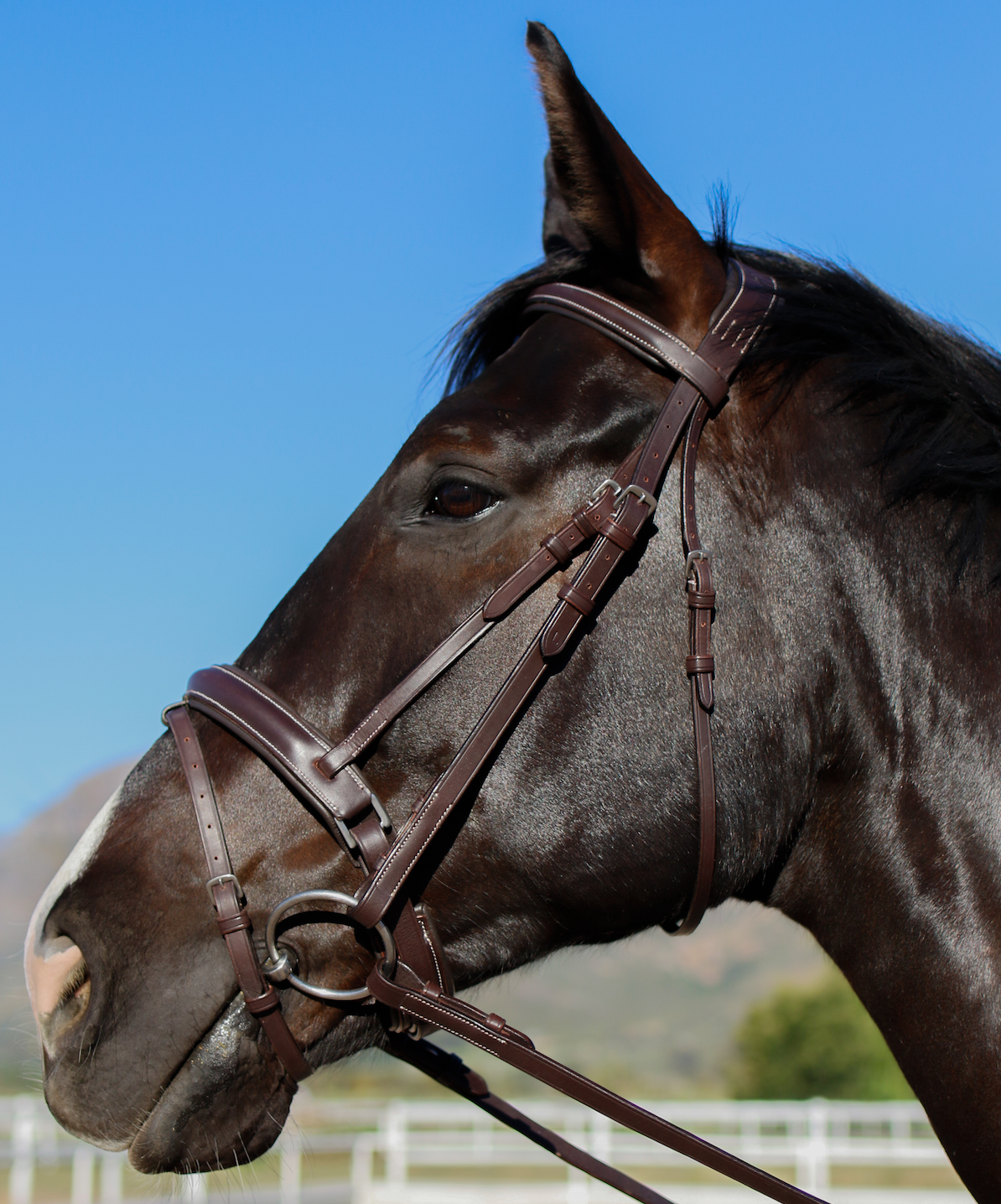 Indiana Anatomical Crank Bridle