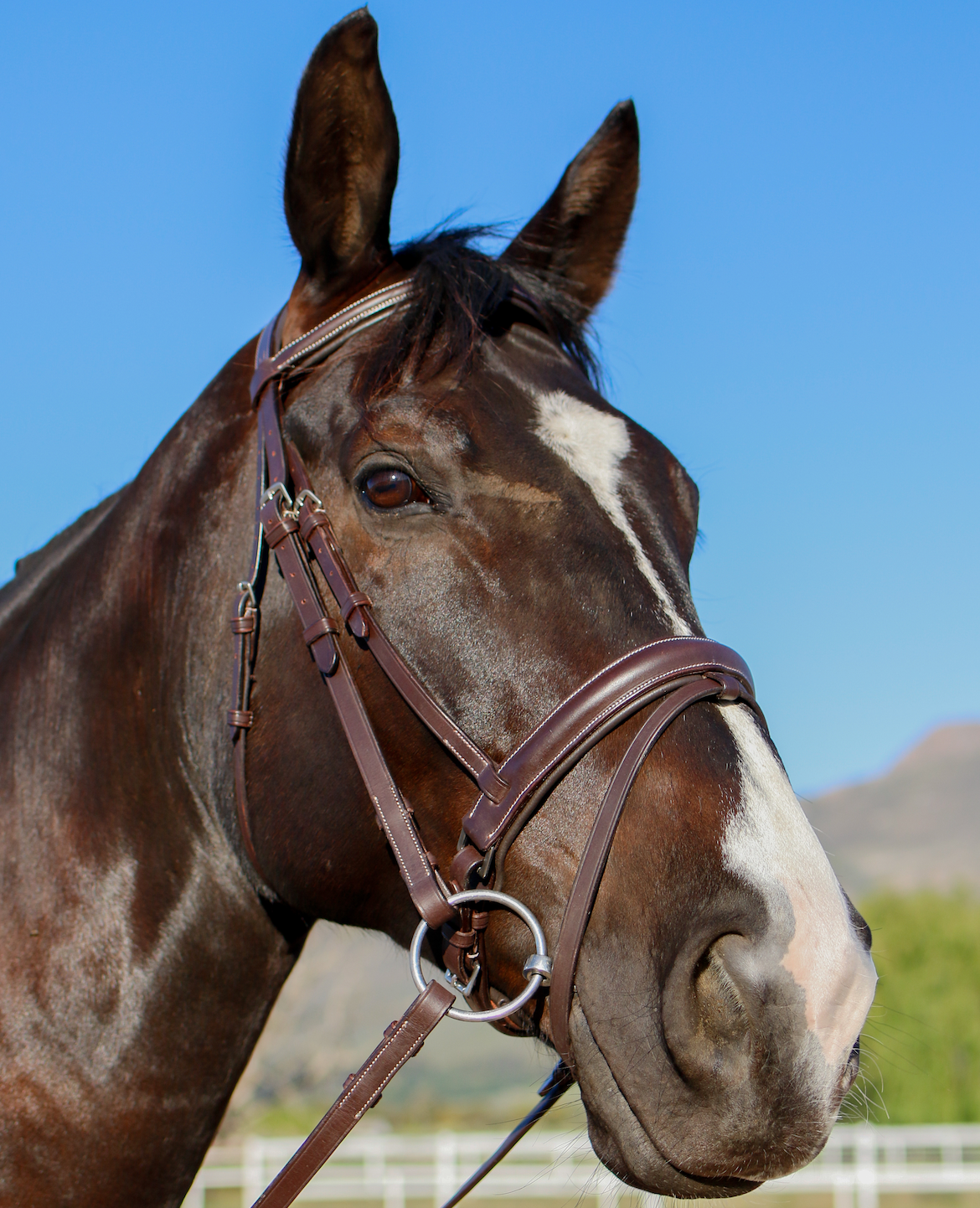 Indiana Anatomical Crank Bridle