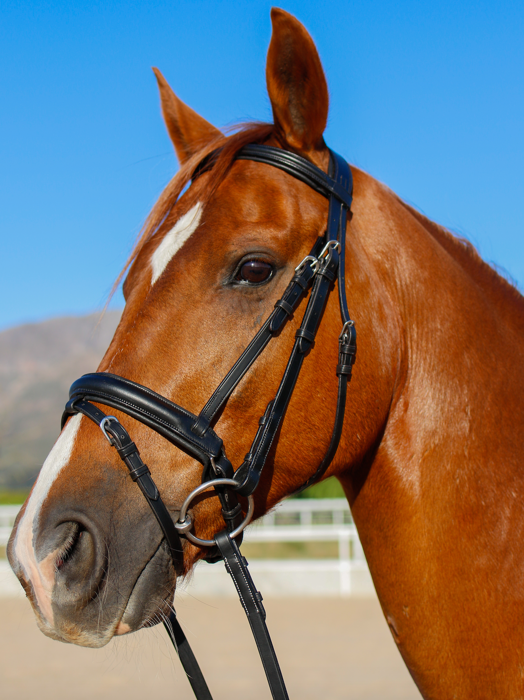 Indiana Anatomical Crank Bridle