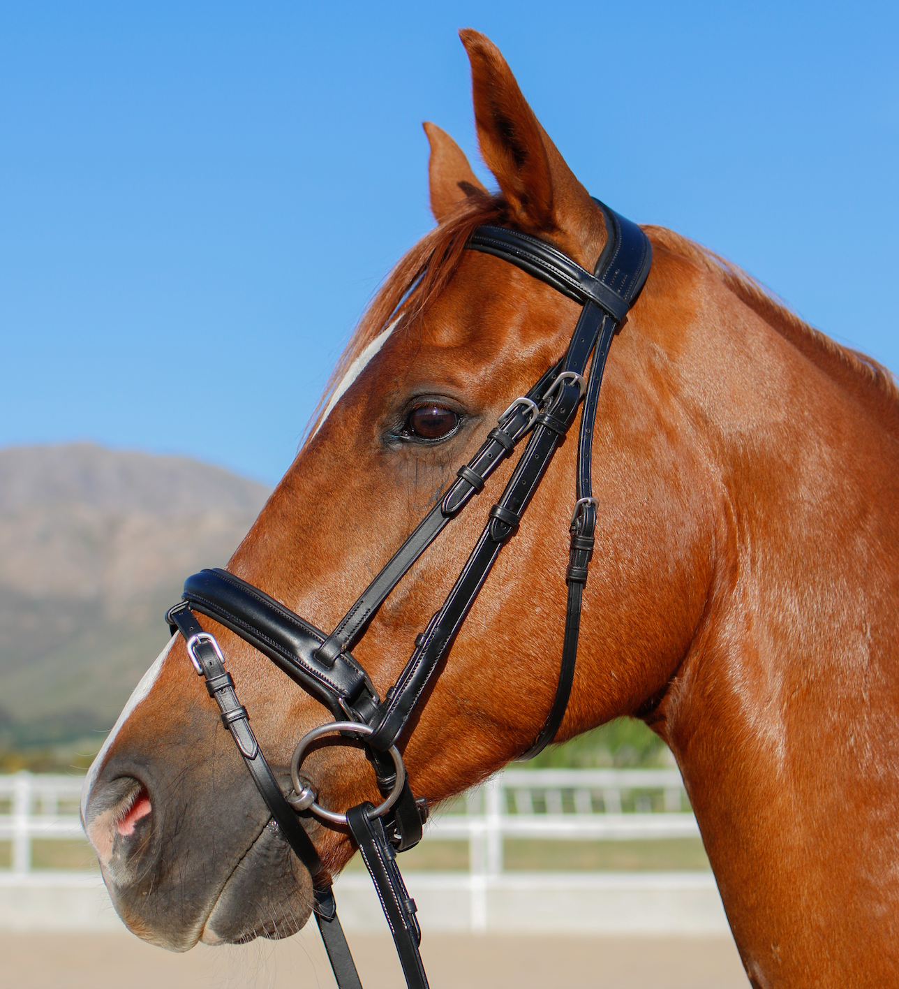 Indiana Anatomical Crank Bridle