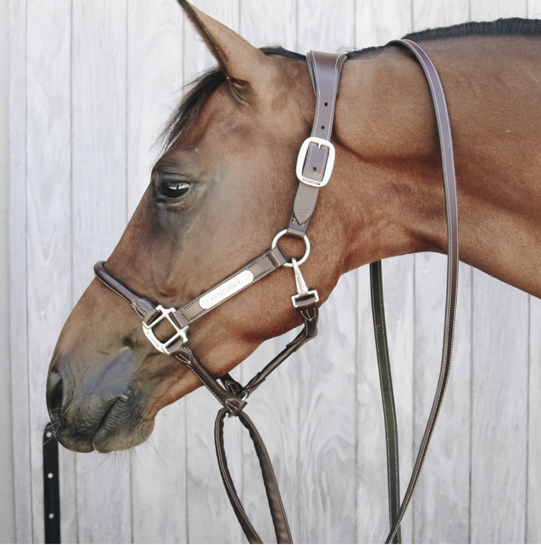Kentucky Leather Covered Chain Lead