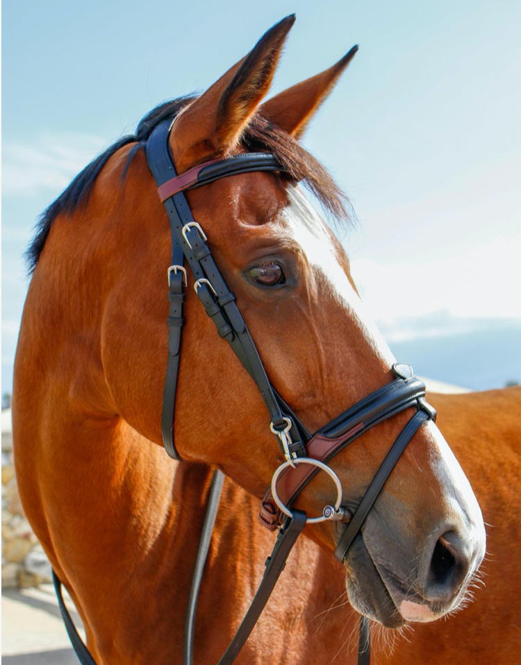 Equi Boutique Dual Leather bridle