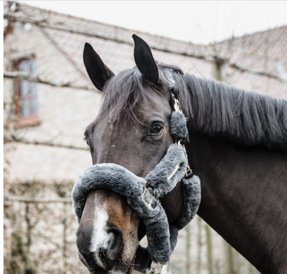 Kentucky Sheepskin Shipping Halter