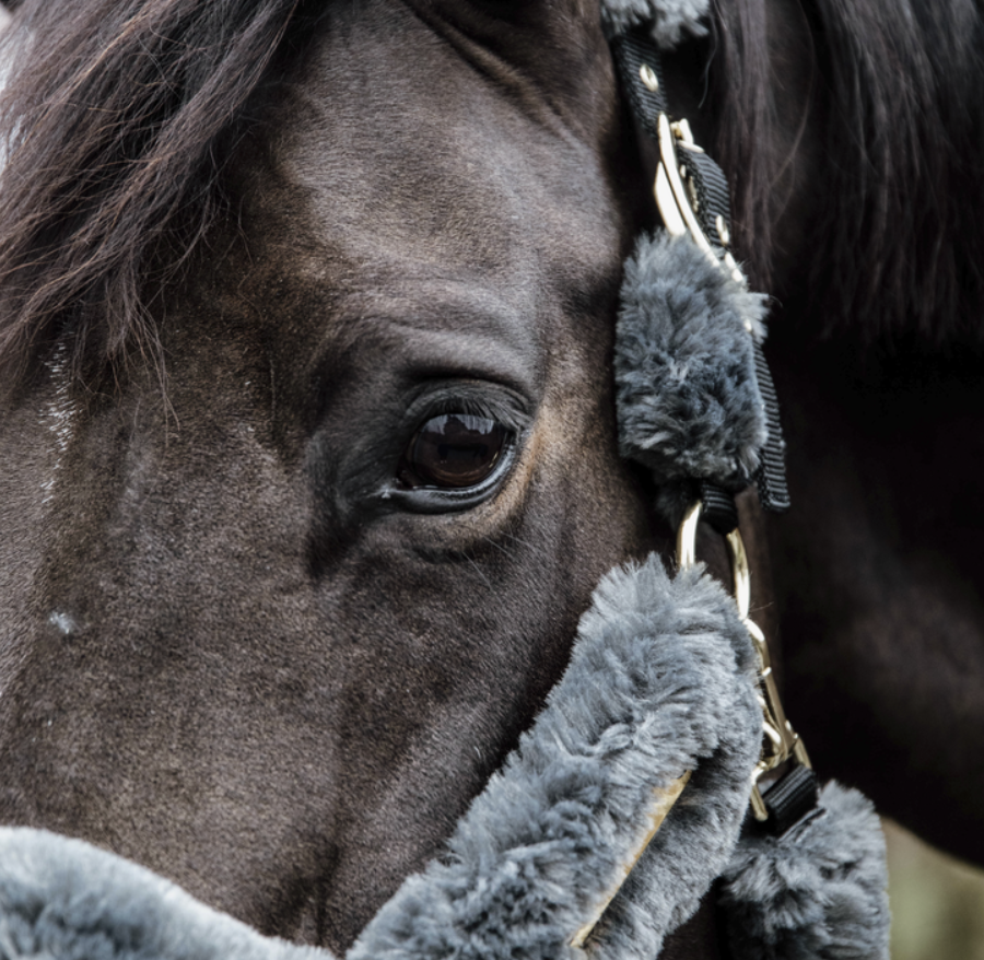 Kentucky Sheepskin Shipping Halter