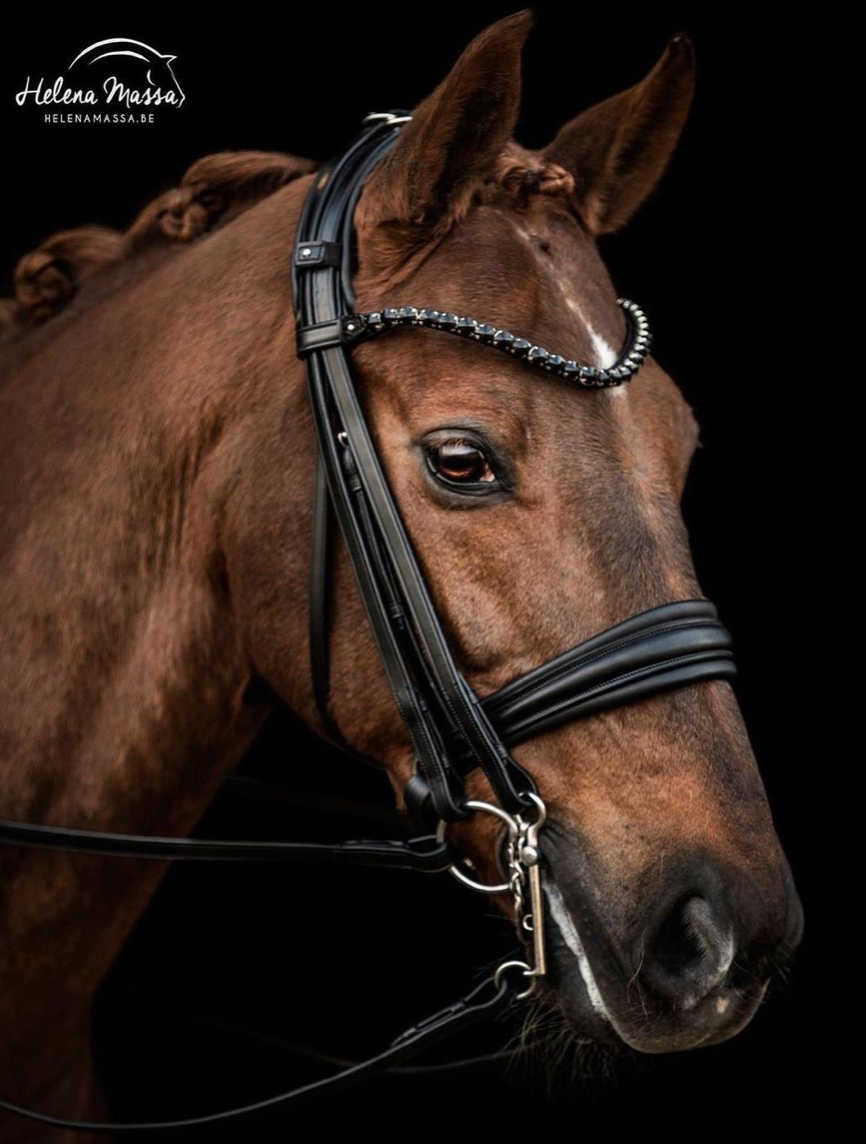 Utzon London Double Bridle in black leather and the Utzon Empire browband with 12mm black rivolli crystals.