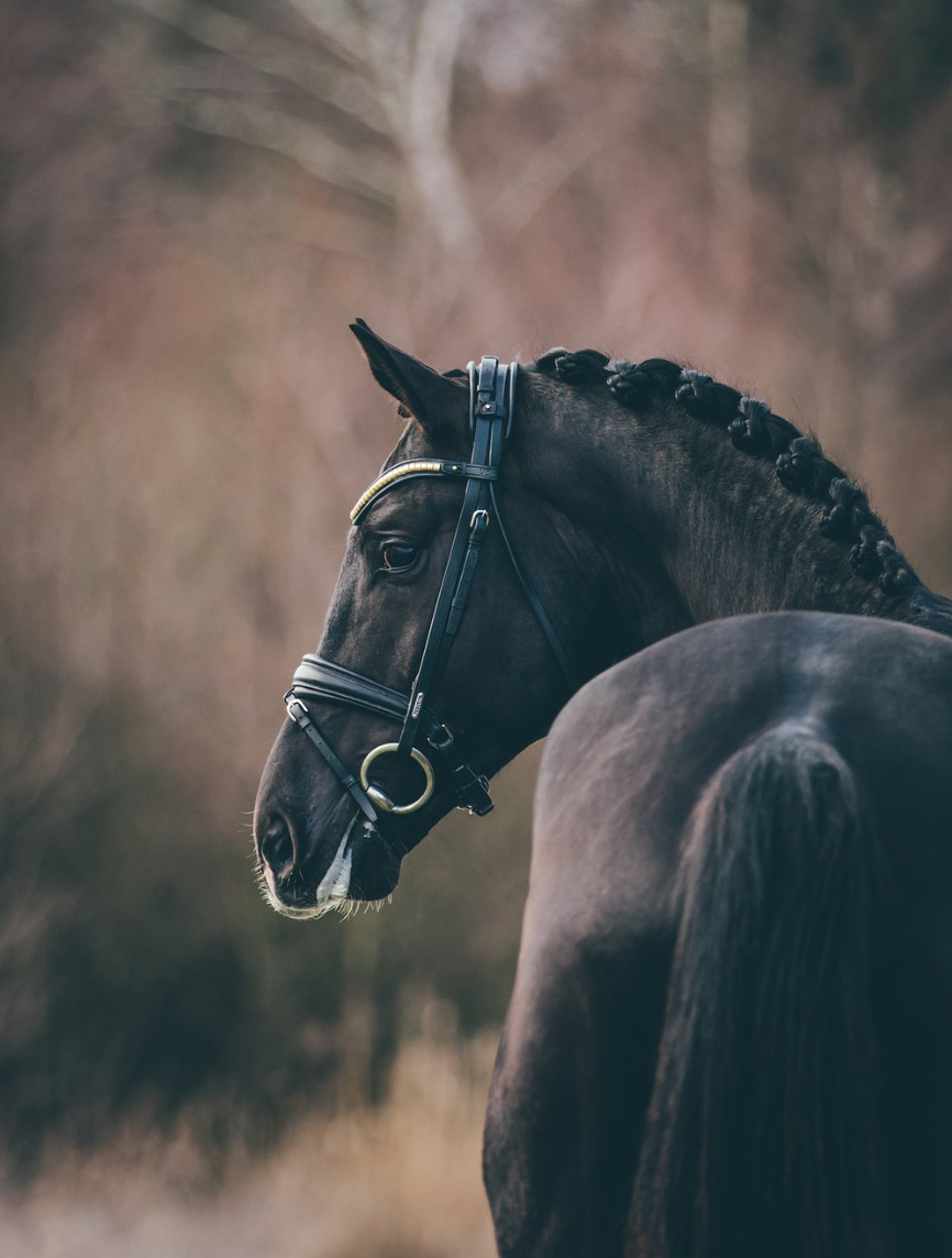 Utzon London Bridle with the Utzon clincher browband