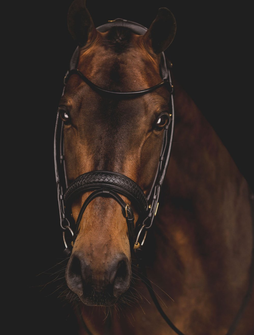 Utzon olympic dressage bridle in brown leather with Utzon rolled leather browband.