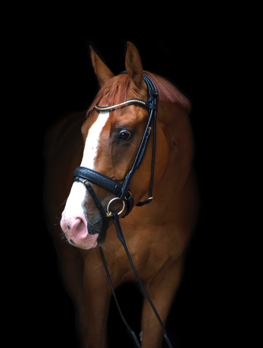 Utzon olympic jumping bridle in black leather with Utzon clincher browband in brass