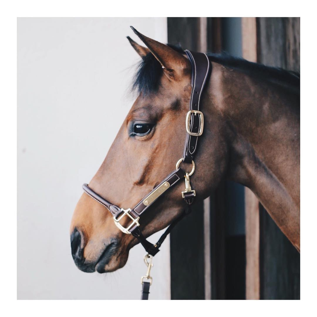 Kentucky Anatomic Halter