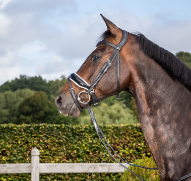 Dy'on Patent Large Crank Noseband Bridle With White Padding And Flash