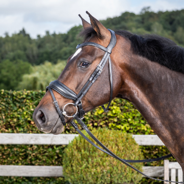 Dy'on Matte Large Crank Noseband Bridle With Flash