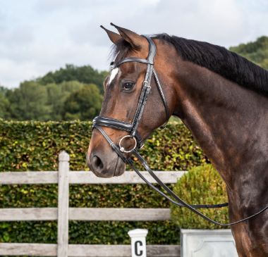 Dy'on Matte Medium Noseband Bridle With Flash