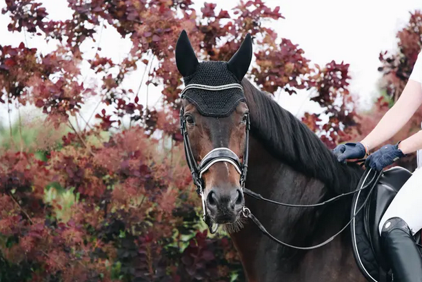 Kentucky Fly Veil Wellington Sparkling