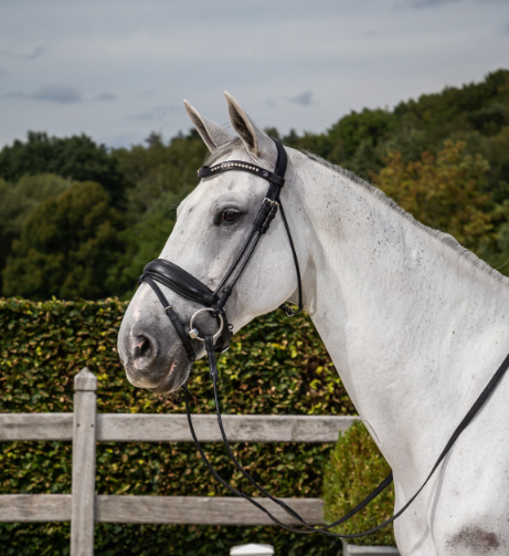 Dy'on Patent Large Crank Noseband Bridle With Flash