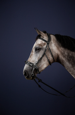 Dy'on Hackamore bridle