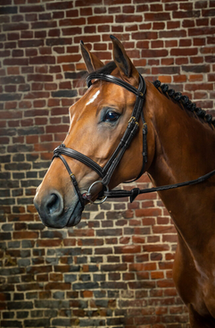 Dy'on Flash Noseband bridle