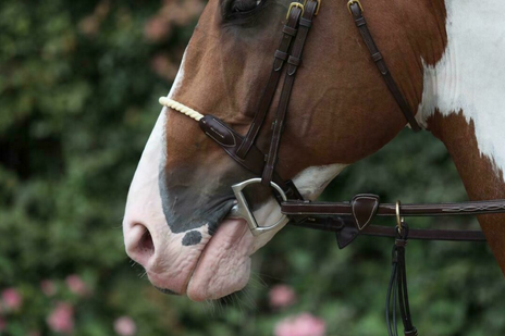 Dy'on Rope Noseband