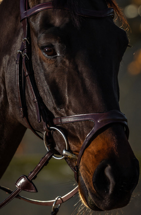 Dy'on X-Fit Noseband