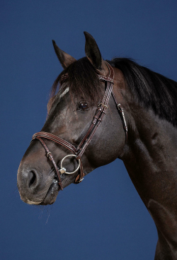 Dy'on Flash Noseband bridle