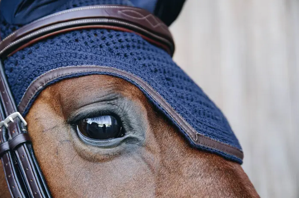 Kentucky Fly Veil Wellington Leather