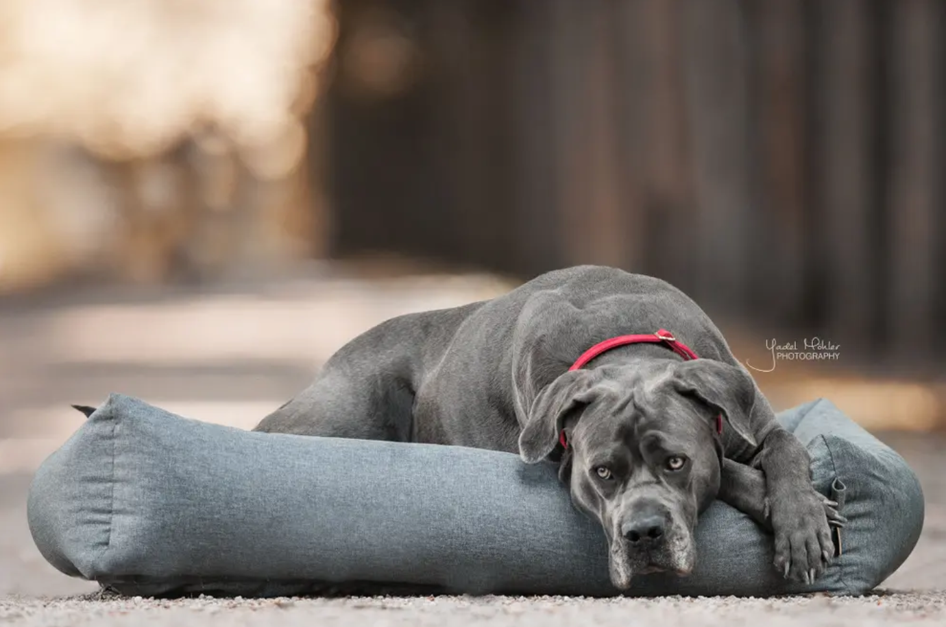 Dog Bed Soft Sleep(60cm x 40cm)