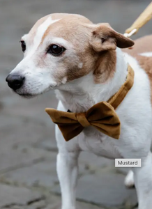 Kentucky Velvet Bow Tie