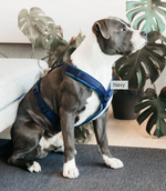 Load image into Gallery viewer, Dog Harness Active Velvet
