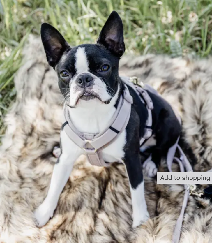 Dog Harness Active Velvet