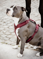 Load image into Gallery viewer, Dog Harness Active Velvet
