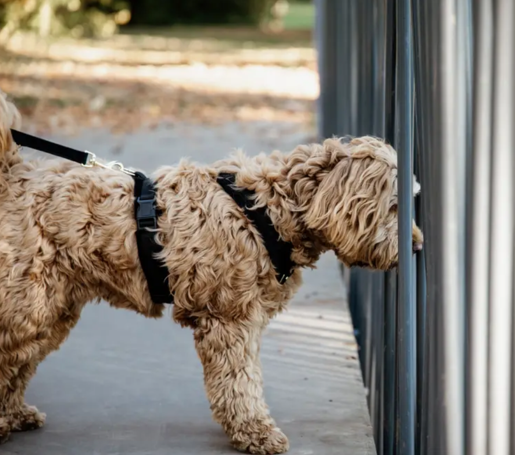 Dog Harness Active Velvet