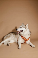 Load image into Gallery viewer, Dog Harness Active Velvet
