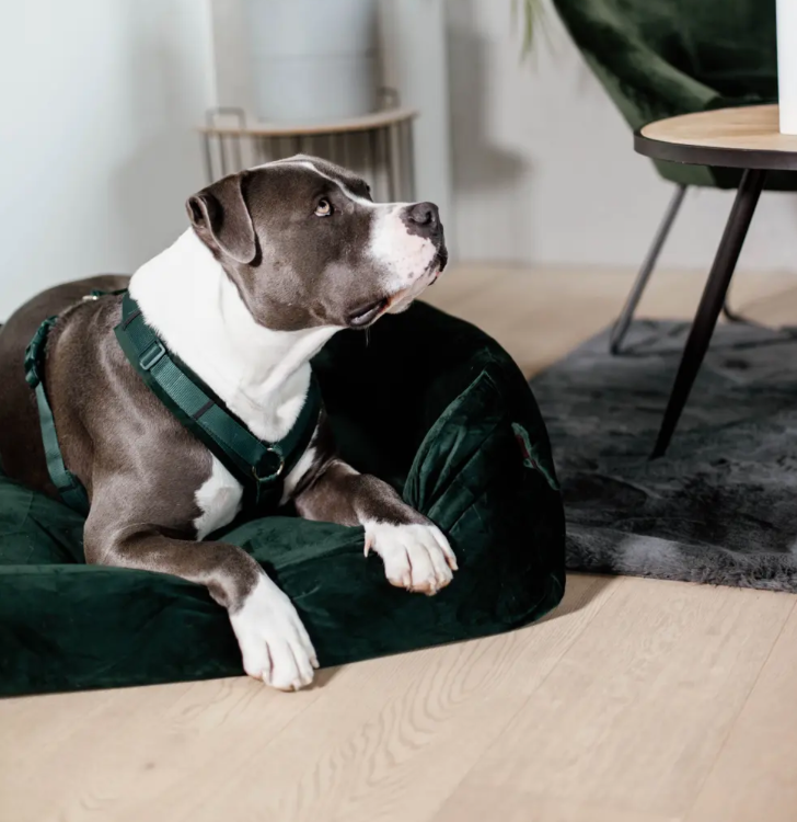 Dog Harness Active Velvet