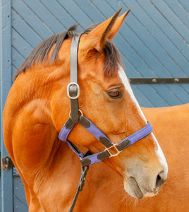 Indiana Web Leather halter